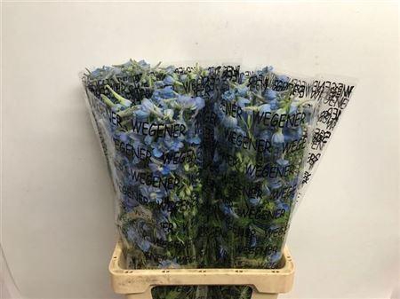 <h4>Delph En Ballkleid</h4>