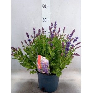 Salvia nemorosa 'Sensation Blue Dp'