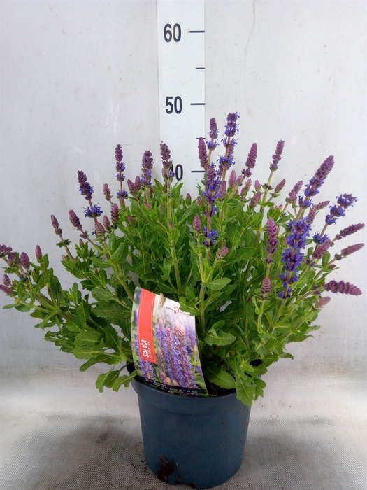 <h4>Salvia nemorosa 'Sensation Blue Dp'</h4>