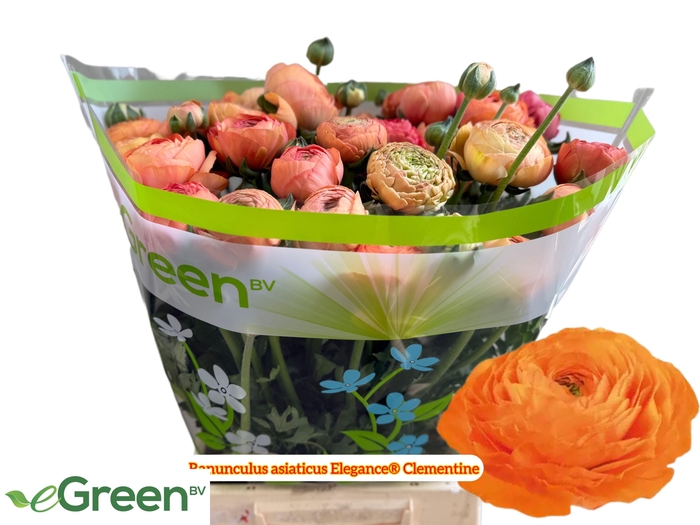 <h4>RANUNCULUS OV</h4>