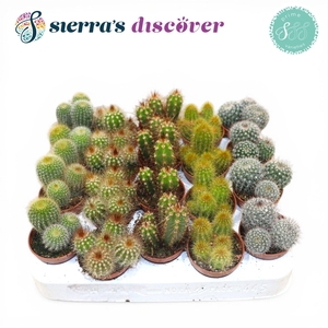 Discover® - Granada Cactus Mix (Prime)