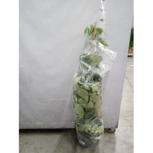 Tetrastigma voinierianum