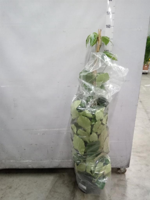 <h4>Tetrastigma voinierianum</h4>