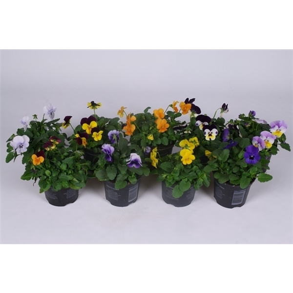 <h4>Viola Cornuta Grp mixkar</h4>