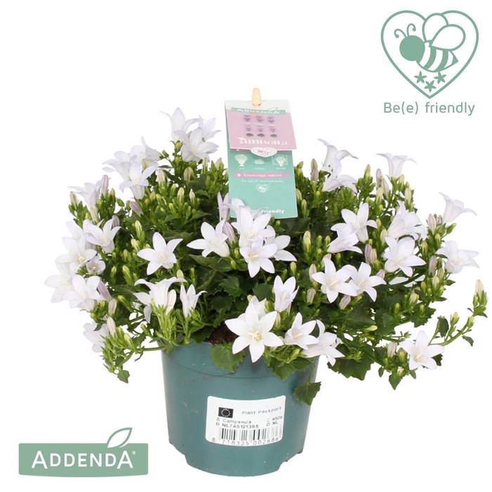 Campanula porten. 'Ambella White'