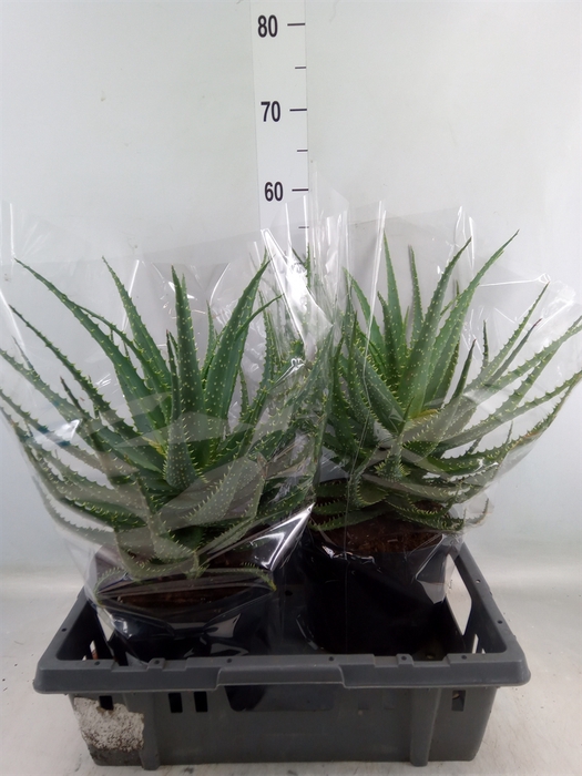 <h4>Aloe arborescens</h4>