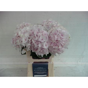 Hydr M Mag Emerald L.rose