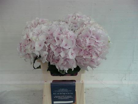 <h4>Hydr M Mag Emerald L.rose</h4>