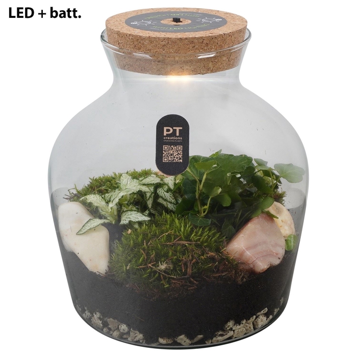 <h4>Arr.   Kamerplant Groen H%</h4>