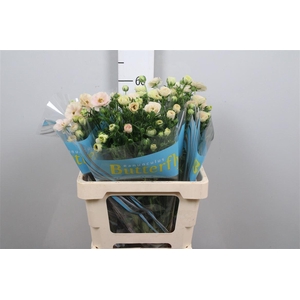 Ran Butterfly Keramos