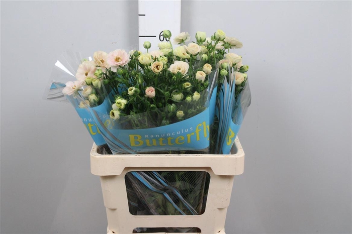 <h4>Ran Butterfly Keramos</h4>