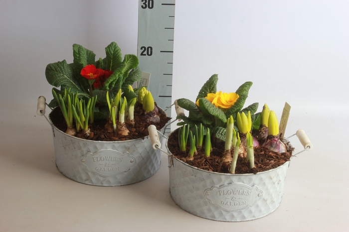 <h4>ARR TUINPLANTEN</h4>