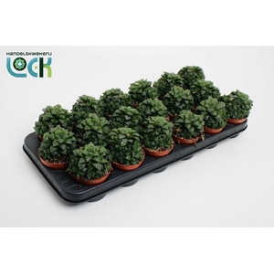 Haworthia Cymbiformis