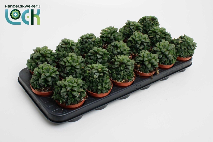 <h4>Haworthia Cymbiformis</h4>