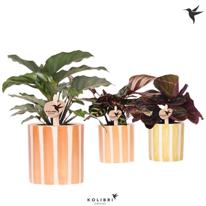 Kolibri Greens Calathea mix in Painted Stripe pot yellow mix