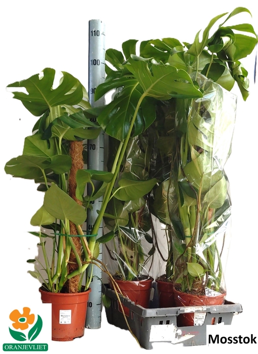<h4>MONSTERA DELICIOSA</h4>