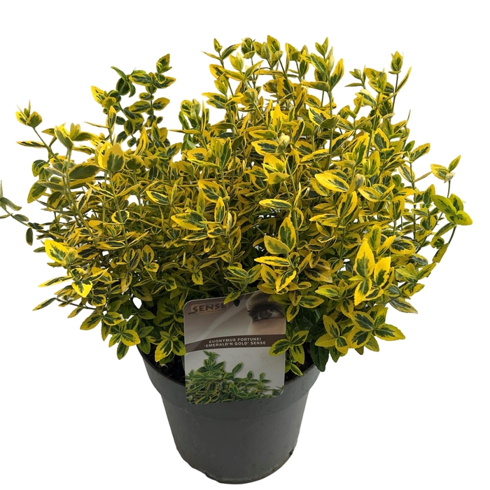 <h4>Euonymus fort. 'Emerald'n Gold' sense</h4>