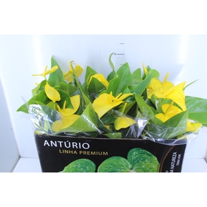 ANTHURIUM COLOURS P17