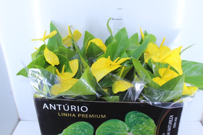 ANTHURIUM COLOURS P17