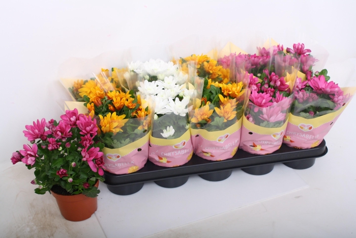 <h4>CHRYS GEM 3 KL</h4>