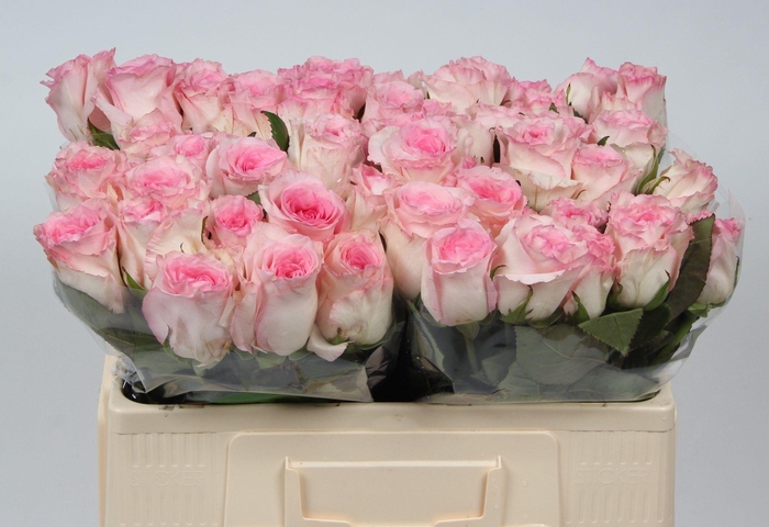 <h4>R GR MANDALA</h4>