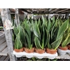 Sansevieria trif. overig