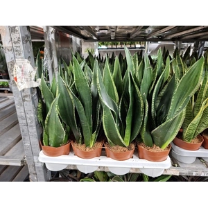 Sansevieria trif. Laurentii