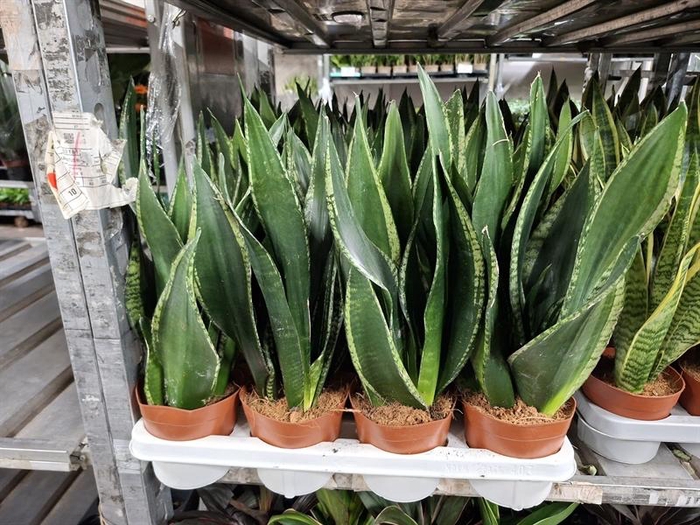 <h4>Sansevieria trif. Laurentii</h4>