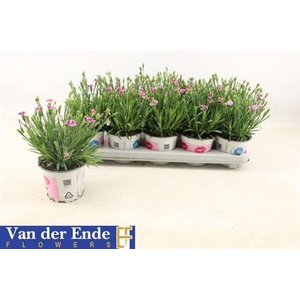 Dianthus Pink Kisses
