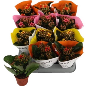 KALANCHOE QUEEN MIX P6