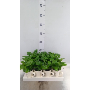 Coffea arabica