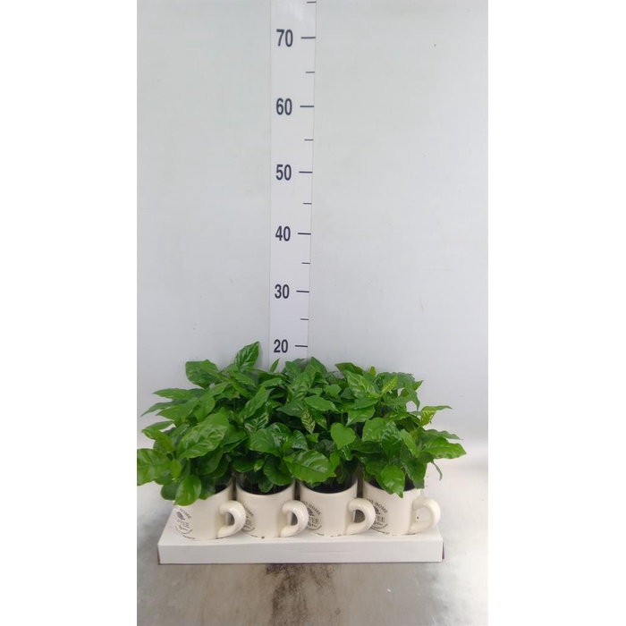 <h4>Coffea arabica</h4>