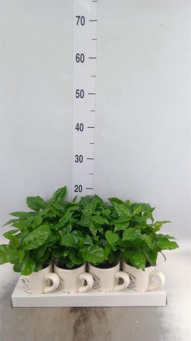 Coffea arabica