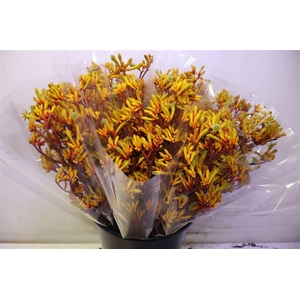 Anigoz Gold Fever X5