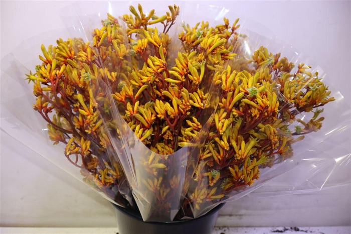 <h4>Anigoz Gold Fever X5</h4>