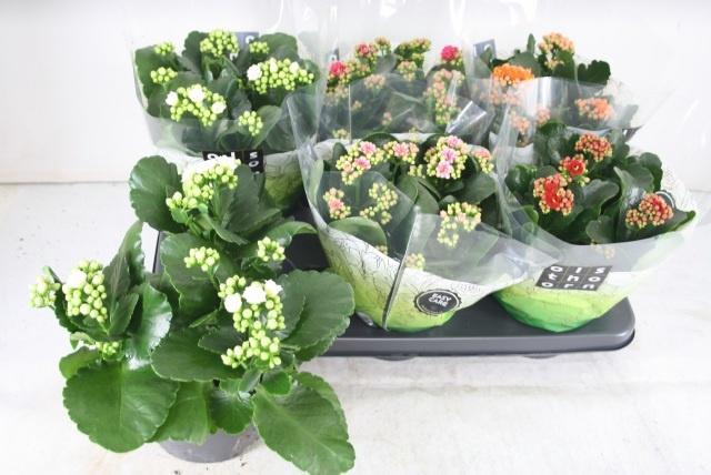 <h4>KAL GE GEM 5 KL</h4>