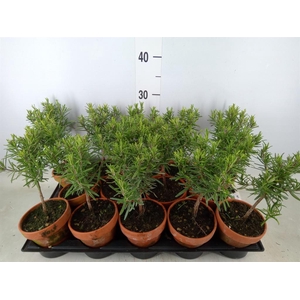 Rosmarinus officinalis   ...