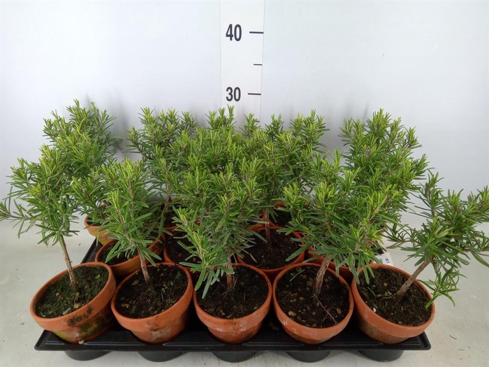 <h4>Rosmarinus officinalis   ...</h4>