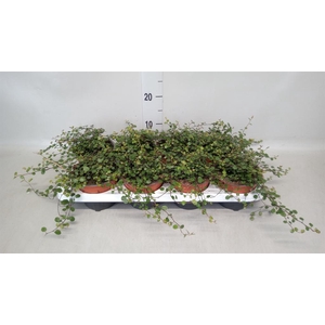 Muehlenbeckia com. 'Mao'ri'