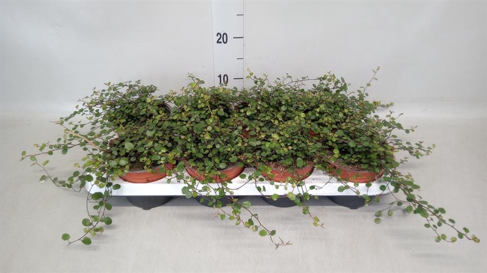 <h4>Muehlenbeckia com. 'Mao'ri'</h4>