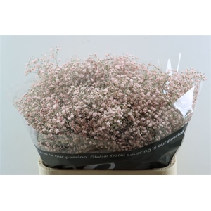 Gyps Grof Soft Pink (dip)