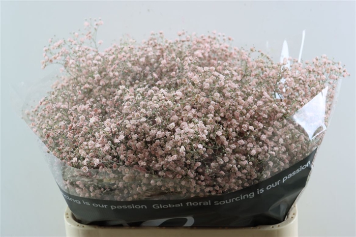 <h4>Gyps Grof Soft Pink (dip)</h4>