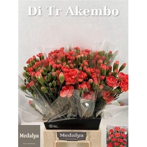 Di Tr Akembo