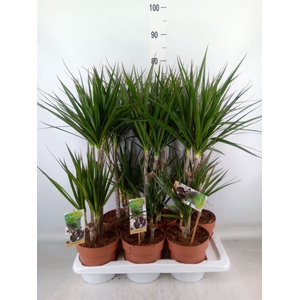 Dracaena marg.