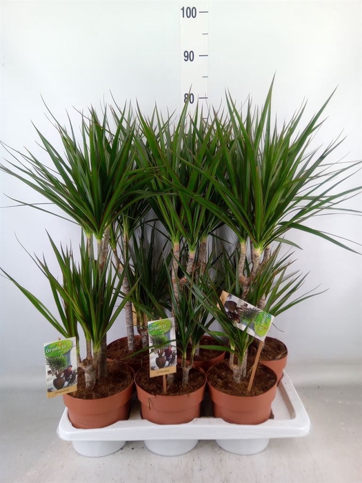 <h4>Dracaena marg.</h4>