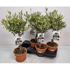 OLEA EUROPAEA