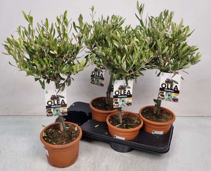 <h4>OLEA EUROPAEA</h4>