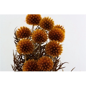 Pres Echinops 10pc Orange Bunch
