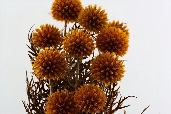 <h4>Pres Echinops 10pc Orange Bunch</h4>