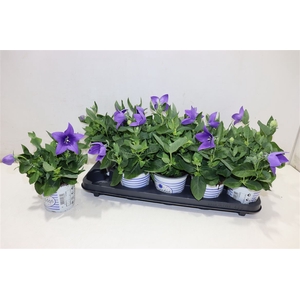 Platyco Gr Pst Blue